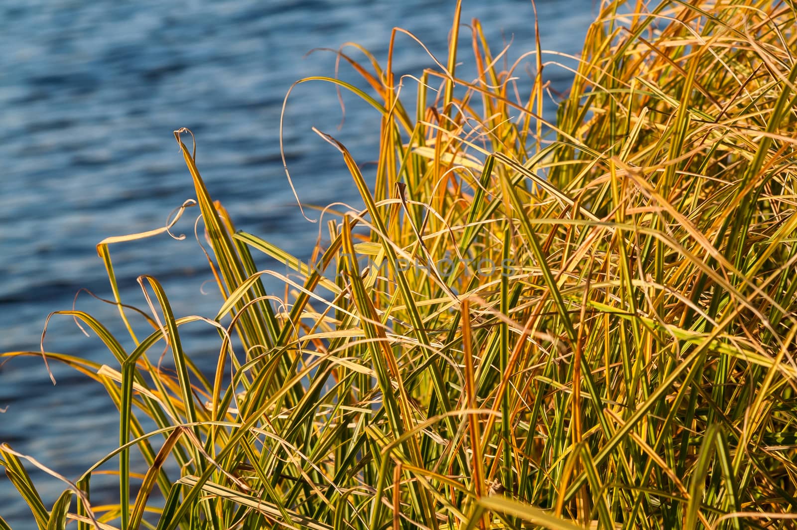 Grass over water by antonius_