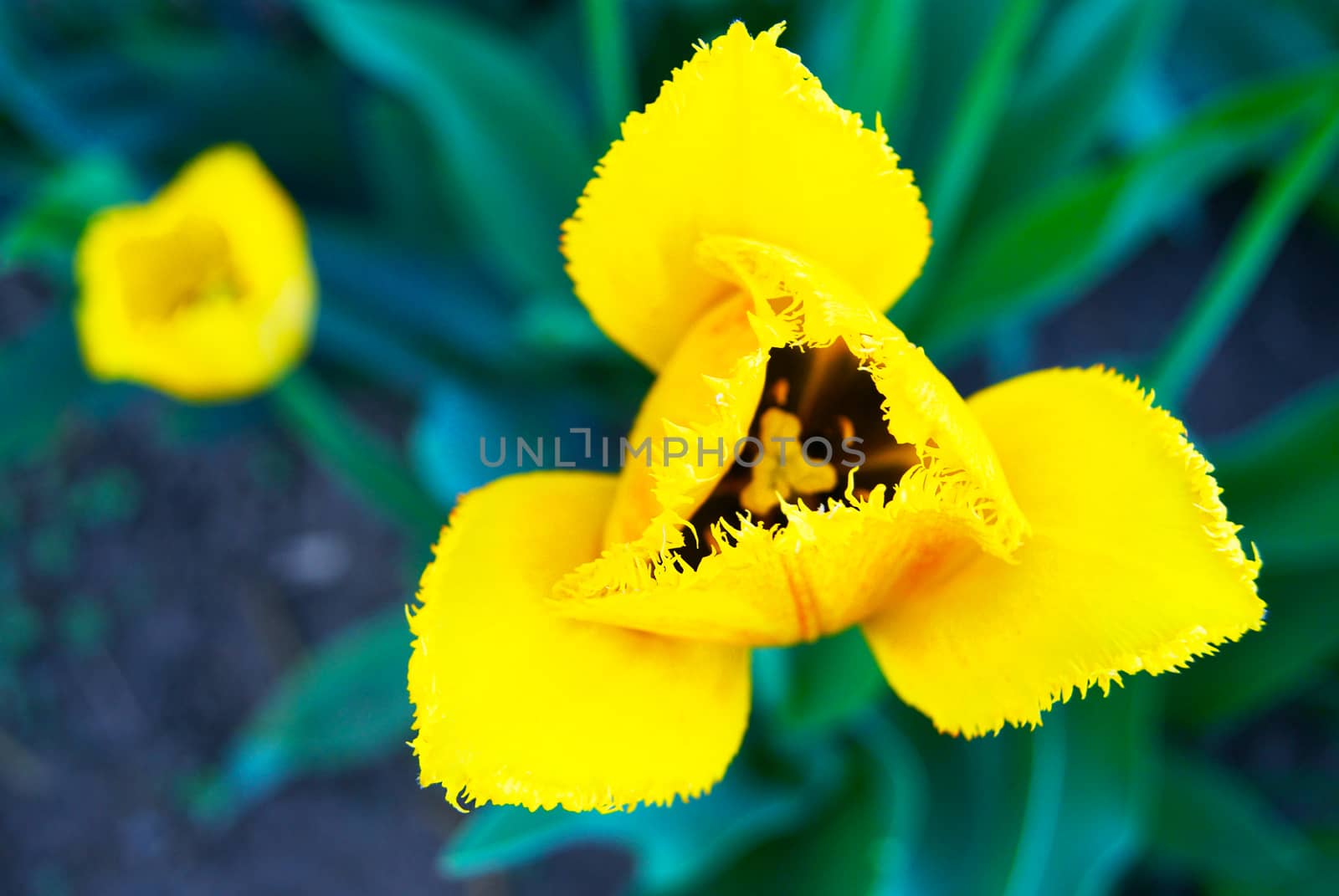 Top view of fringe-petaled triangular shape yellow tulip