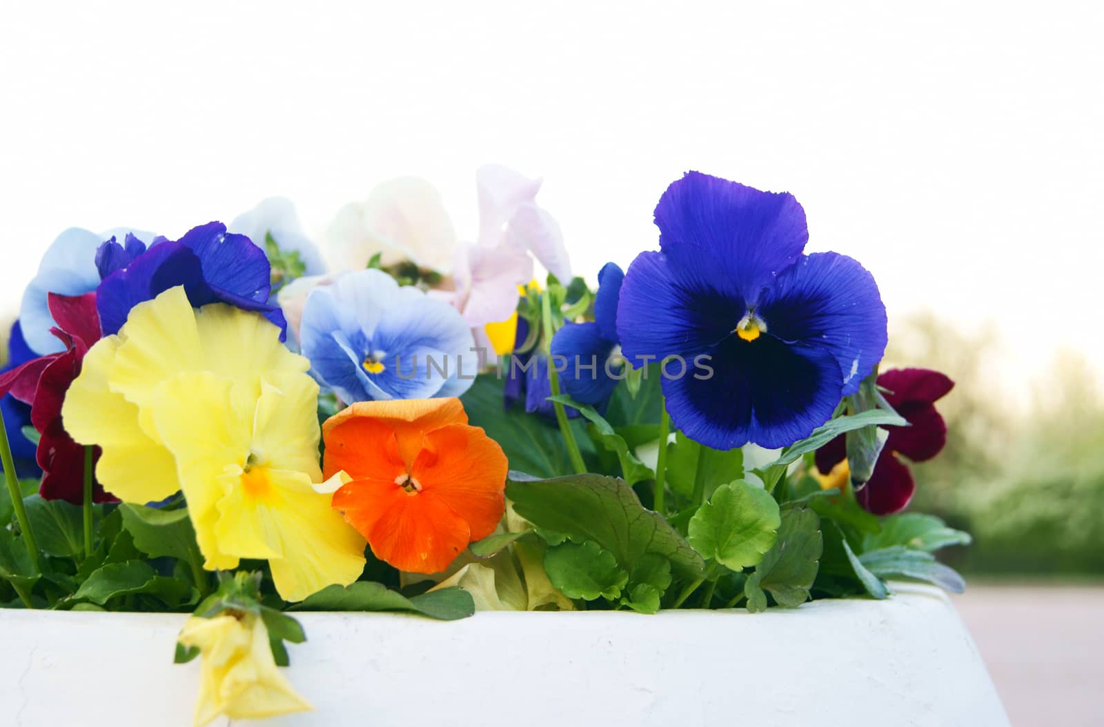 Closeup of masonry outdoor flower pot with viola pansy flowers