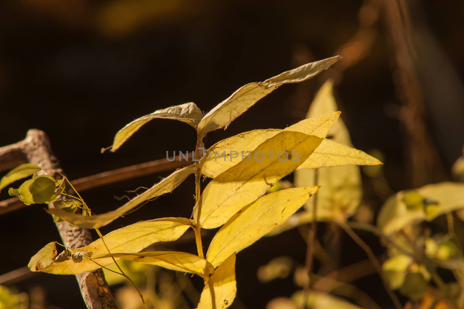 Yellow autumn leaves by antonius_