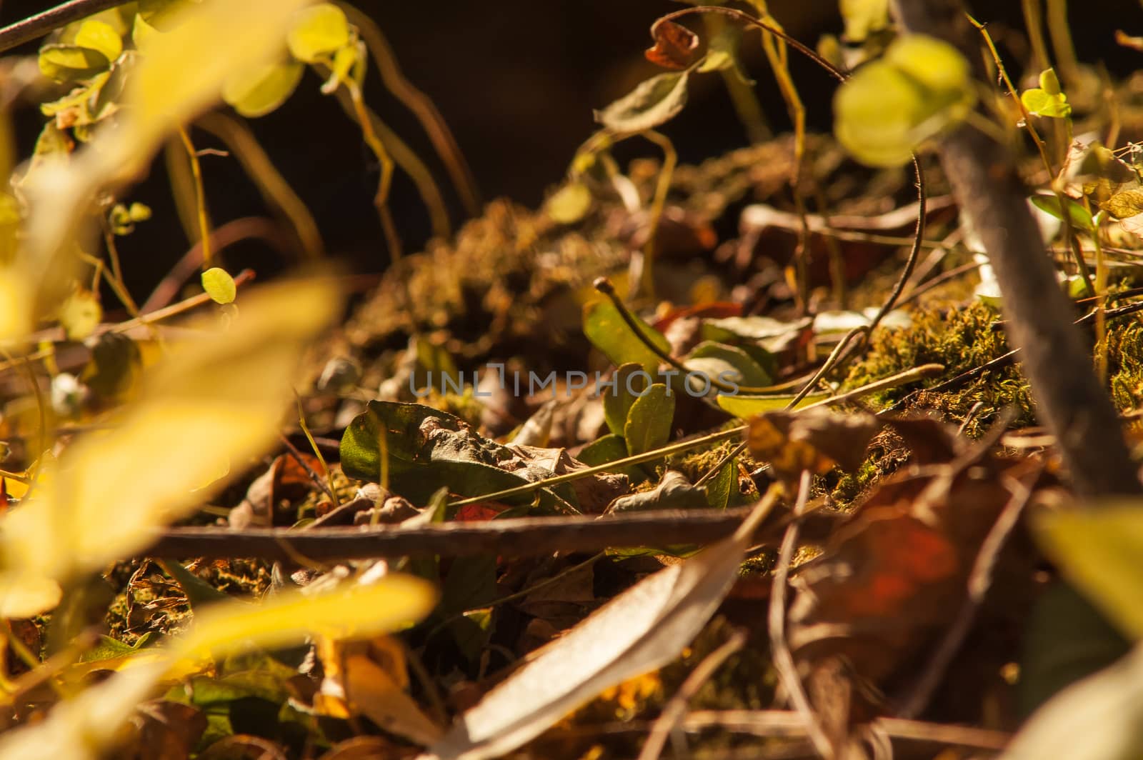 Yellow autumn leaves by antonius_