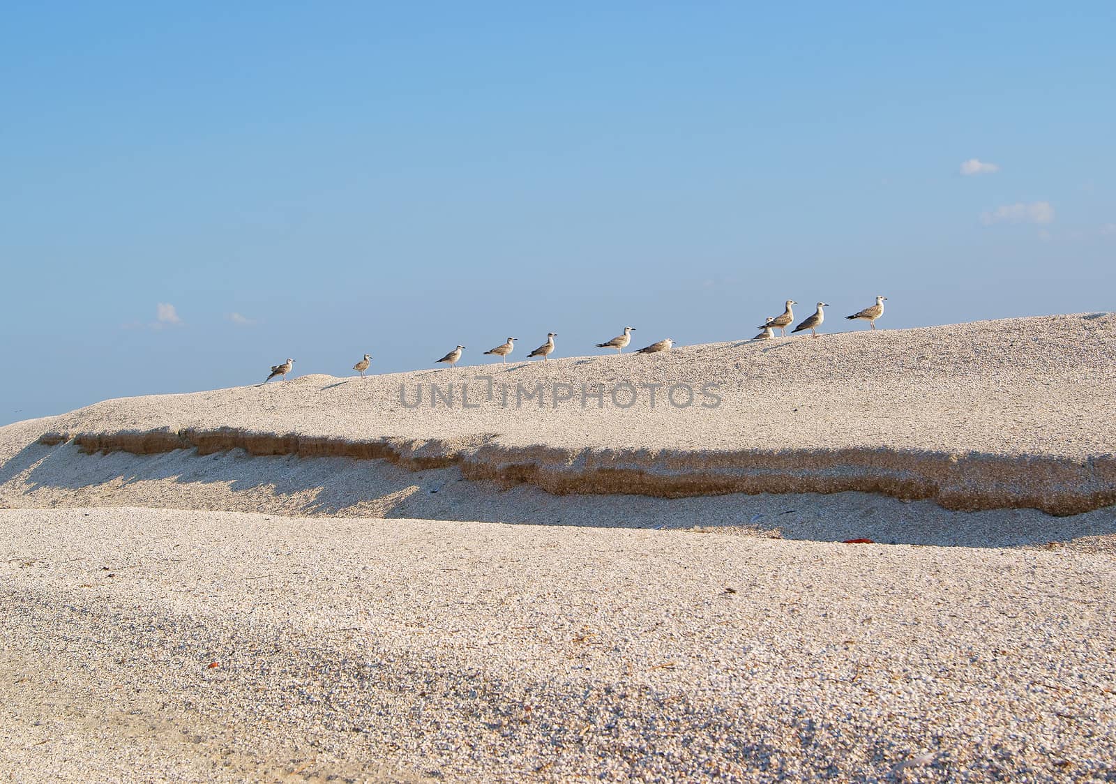 Row of seagulls on sandy hill ranking on a clear day