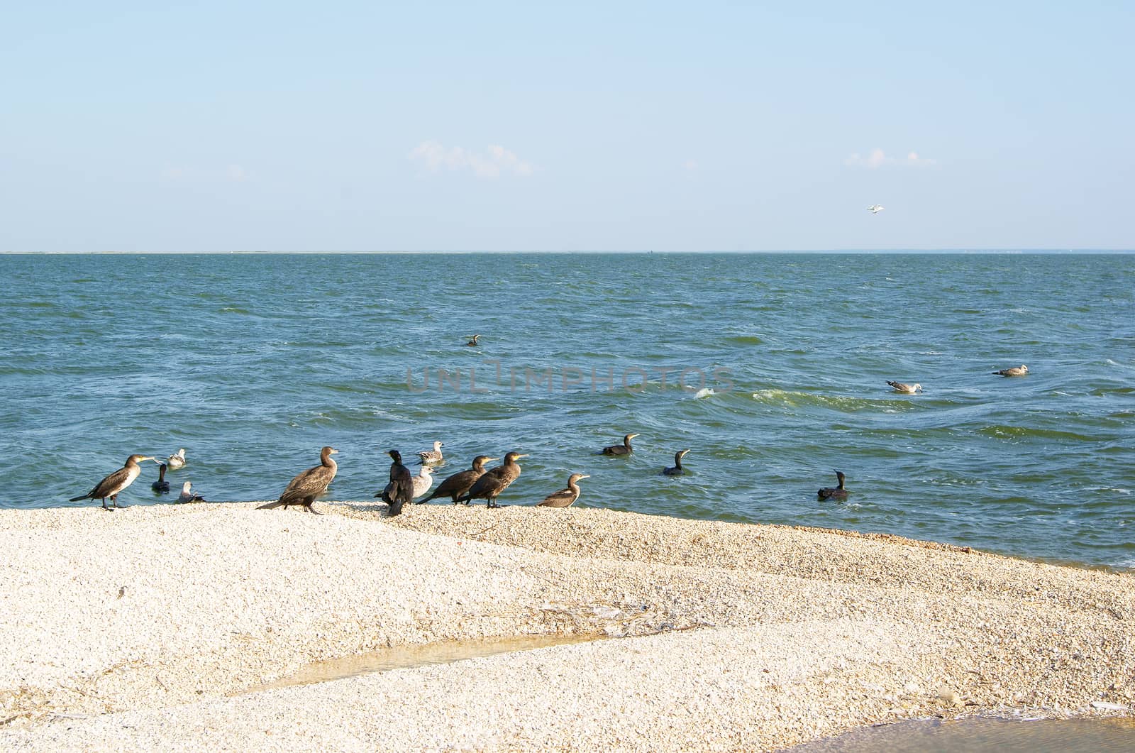 Flight of Cormorants and Seagulls resting on the island in the Azov sea