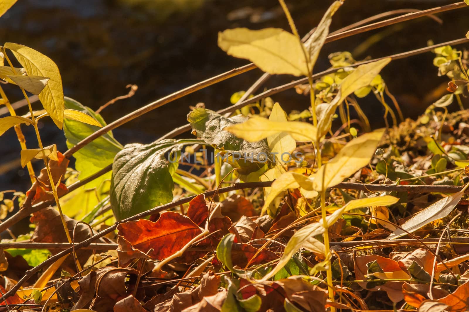 Yellow autumn leaves by antonius_