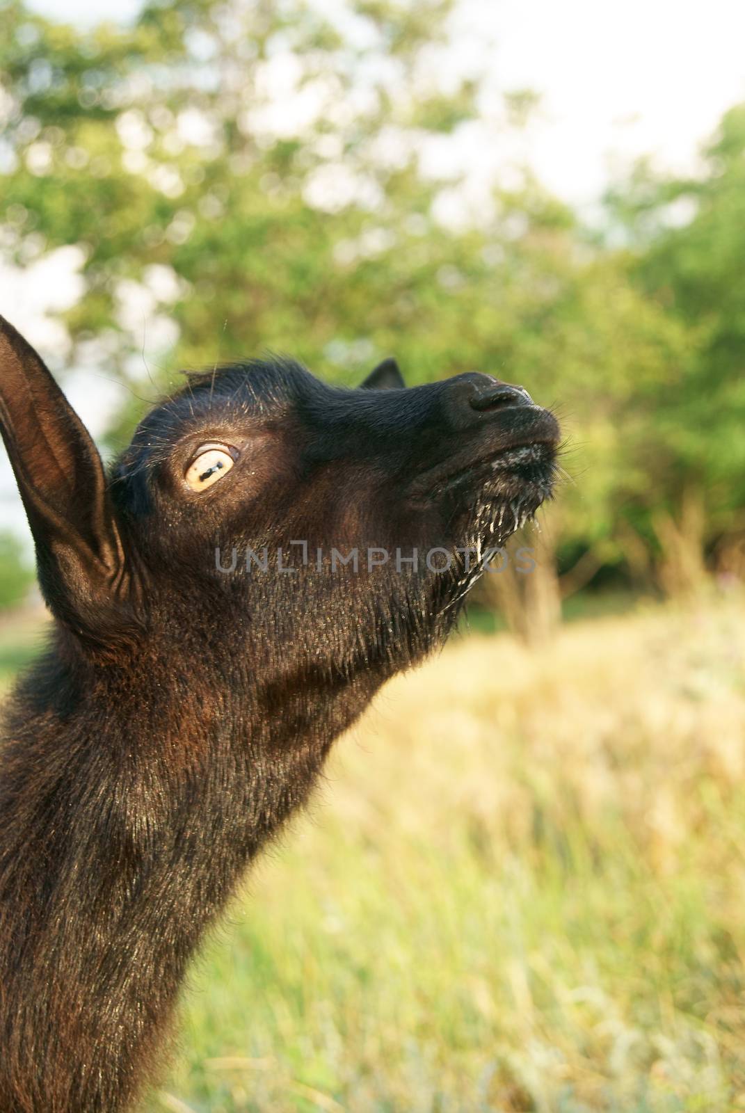 Black baby of goat with drops of milk on its neb