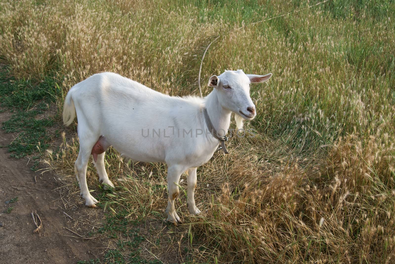 White goat walking down the road in the ripen rye field, udder full of milk
