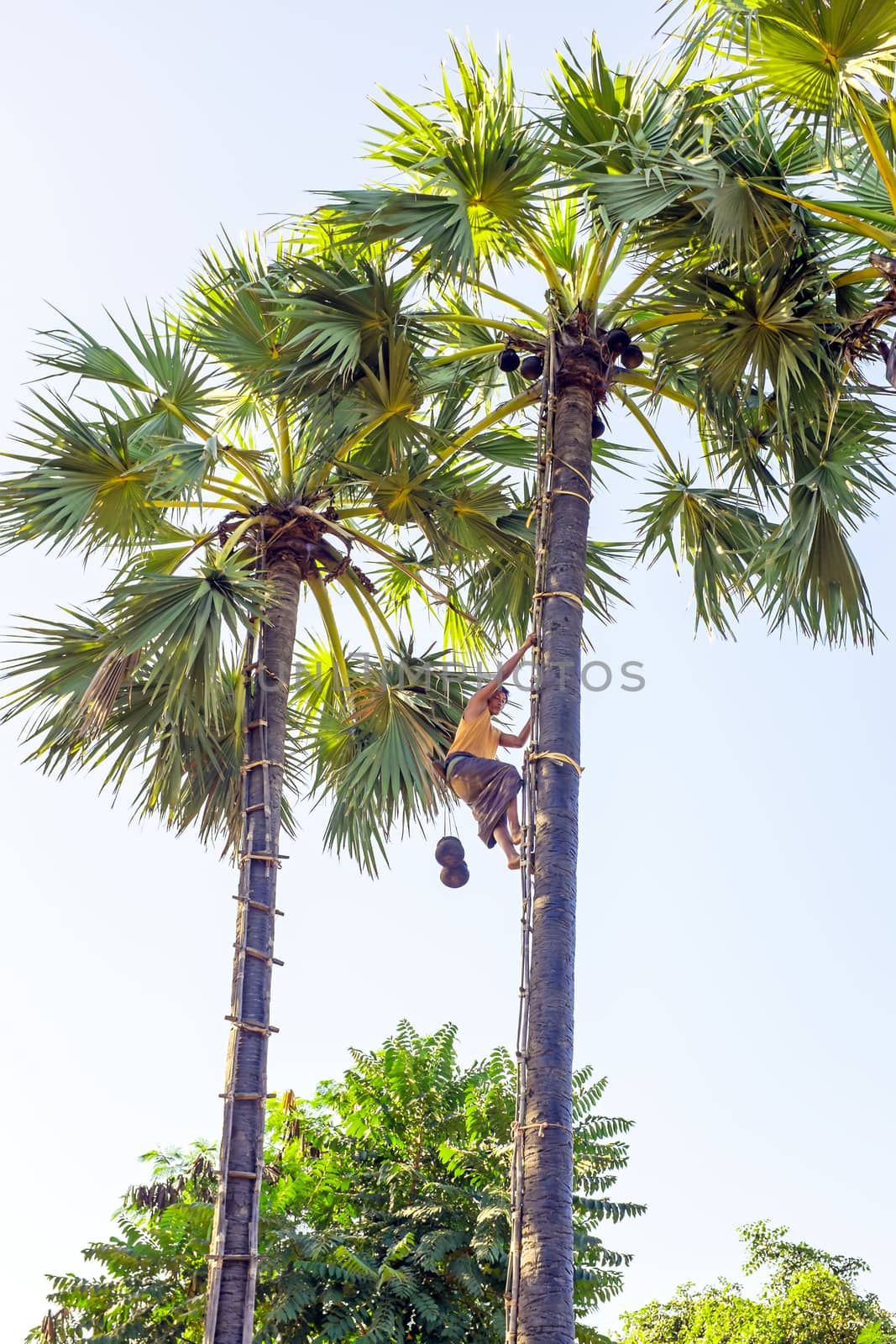 Harvesting coconuts in Myanmar