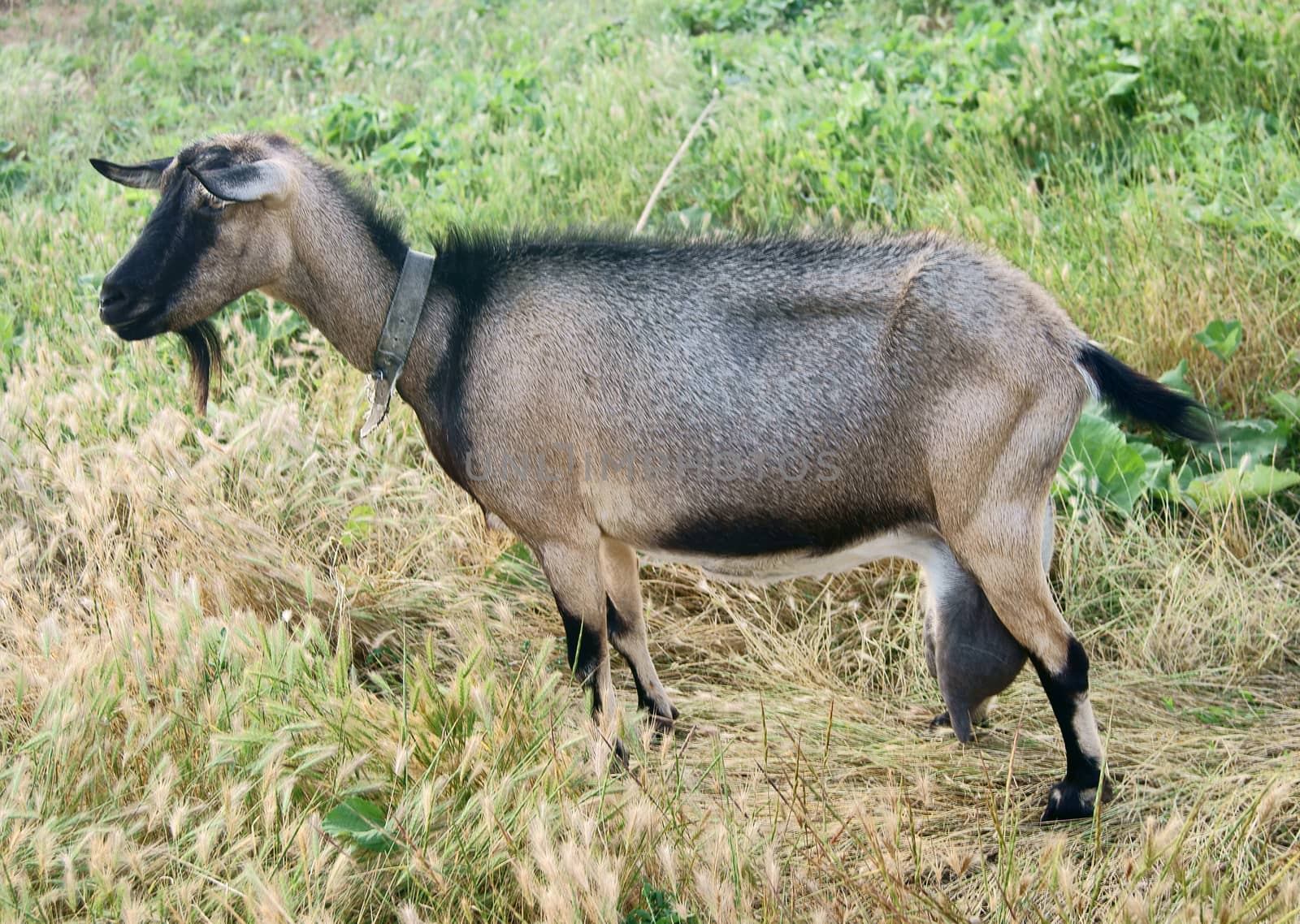 Black Goat Mom with Milk by 4dcrew