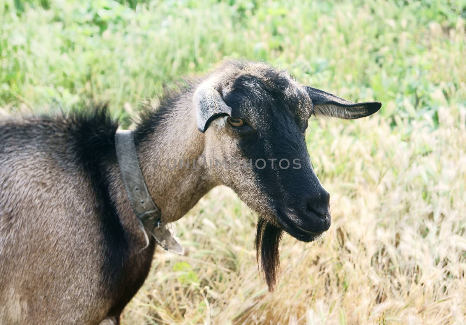 Black Goat by 4dcrew