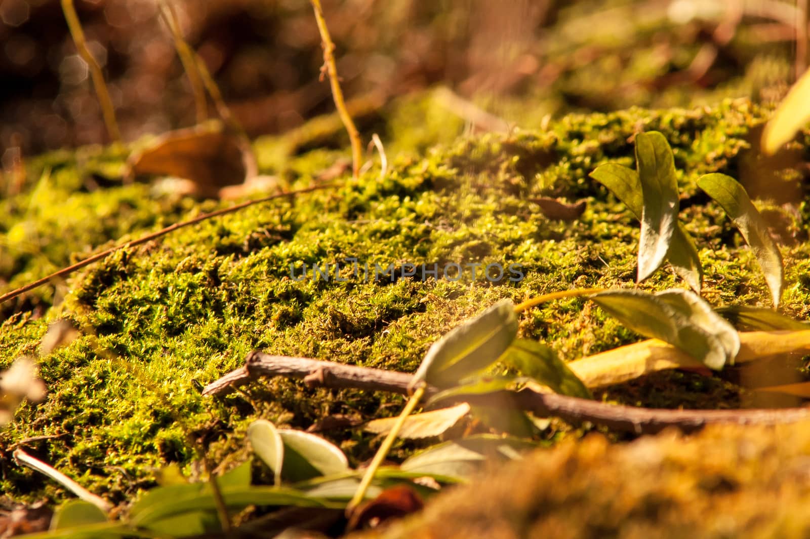 moss growing near the water spring sunny day