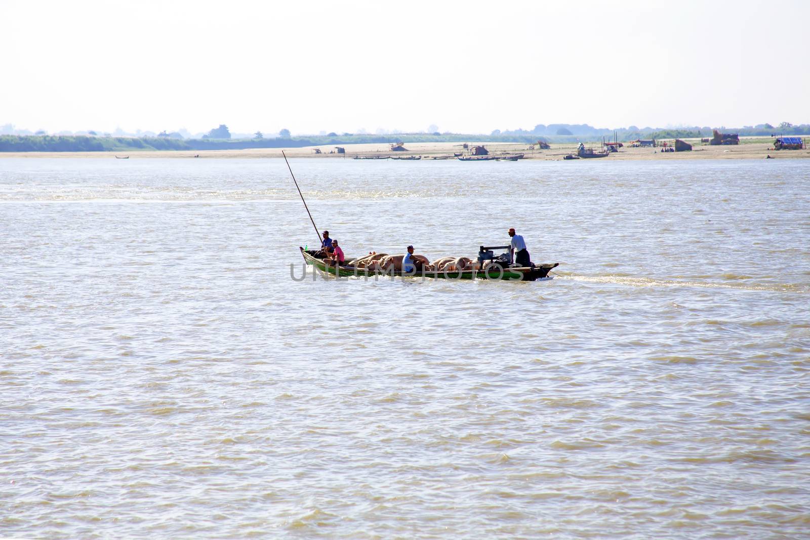 IRRAWADY RIVER, MYANMAR - November 17, 2015: Transporting pigs on the Irrawaddy River. The Irrawady river or Ayeyarwady River is a river that flows from north to south through Myanmar. It is the country's largest river and most important commercial waterway. 