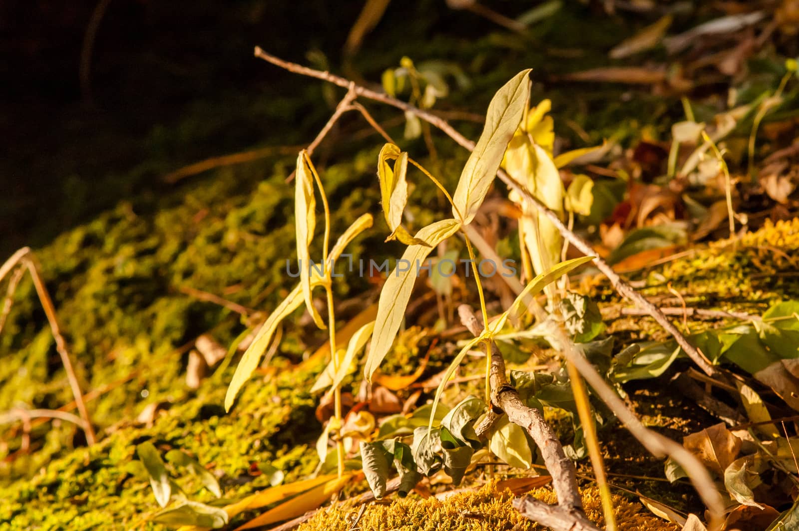 moss growing near the water by antonius_