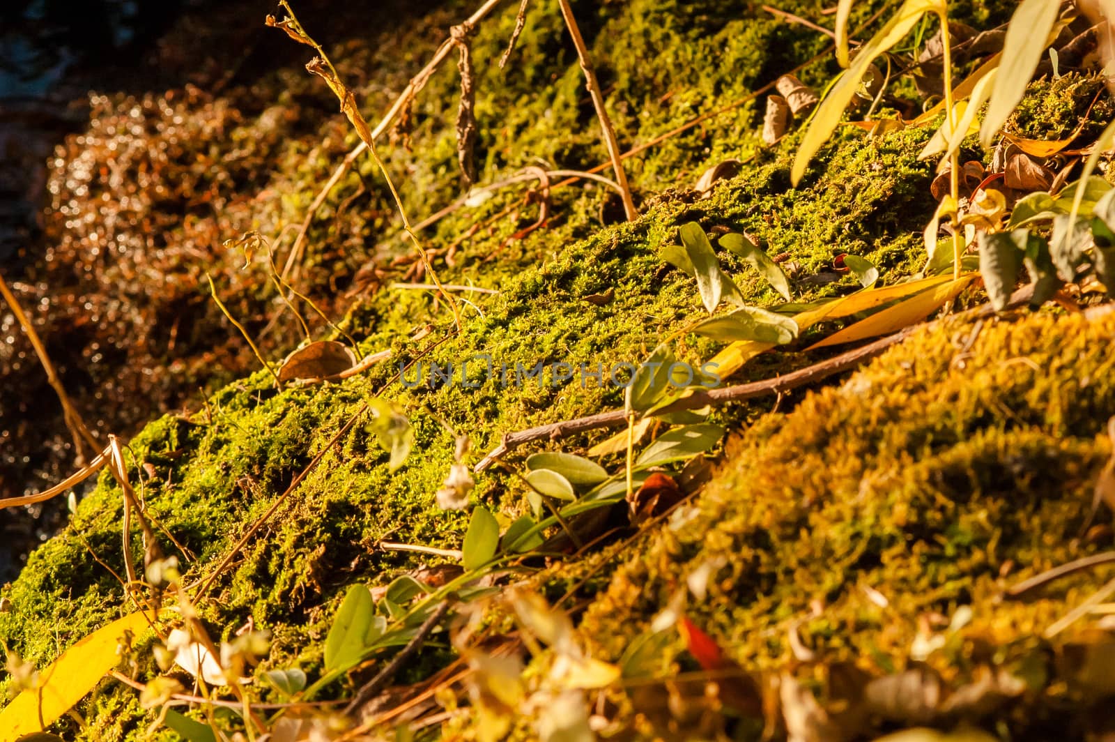 moss growing near the water spring sunny day