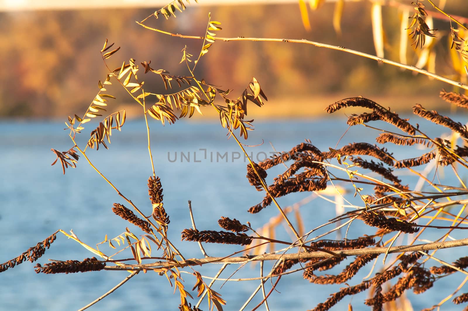 branch of a tree and a bush in the autumn over the water