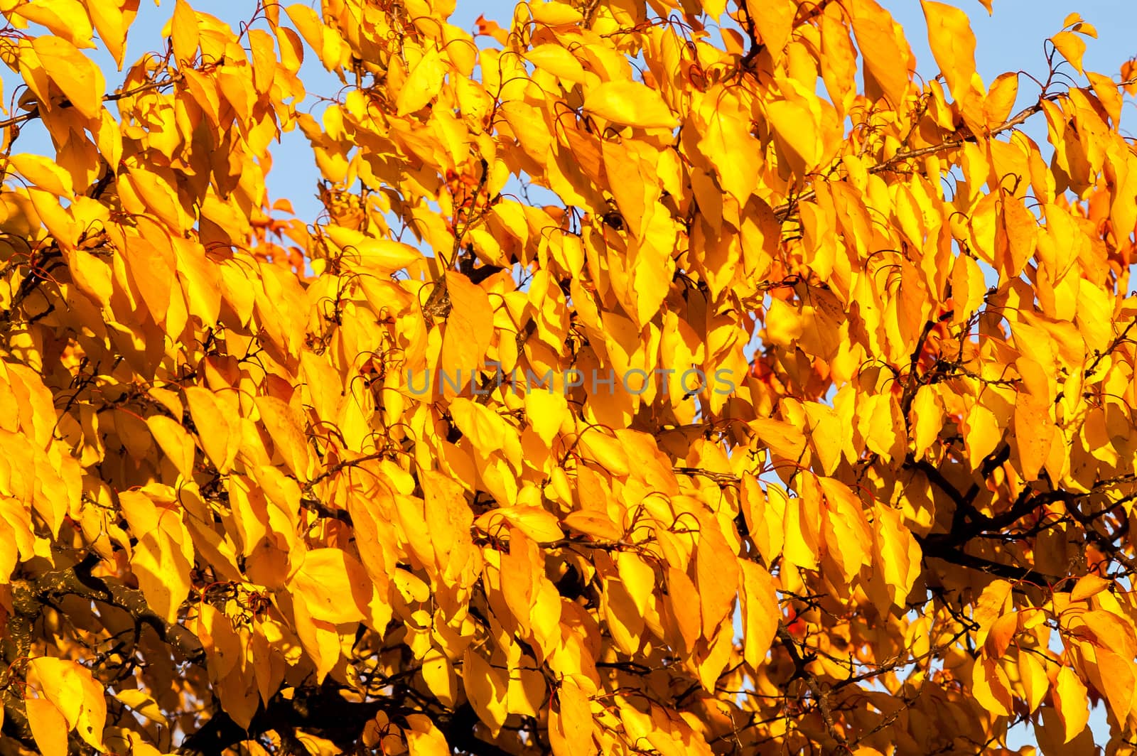 Beautiful golden autumn trees by antonius_