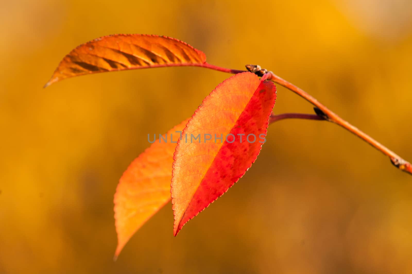 Yellow autumn leaves by antonius_