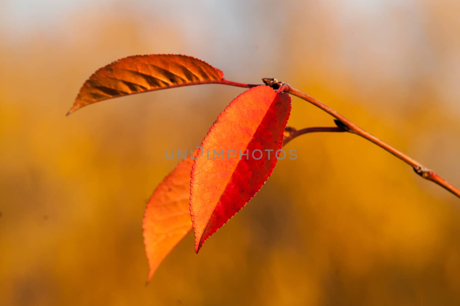 Yellow autumn leaves by antonius_