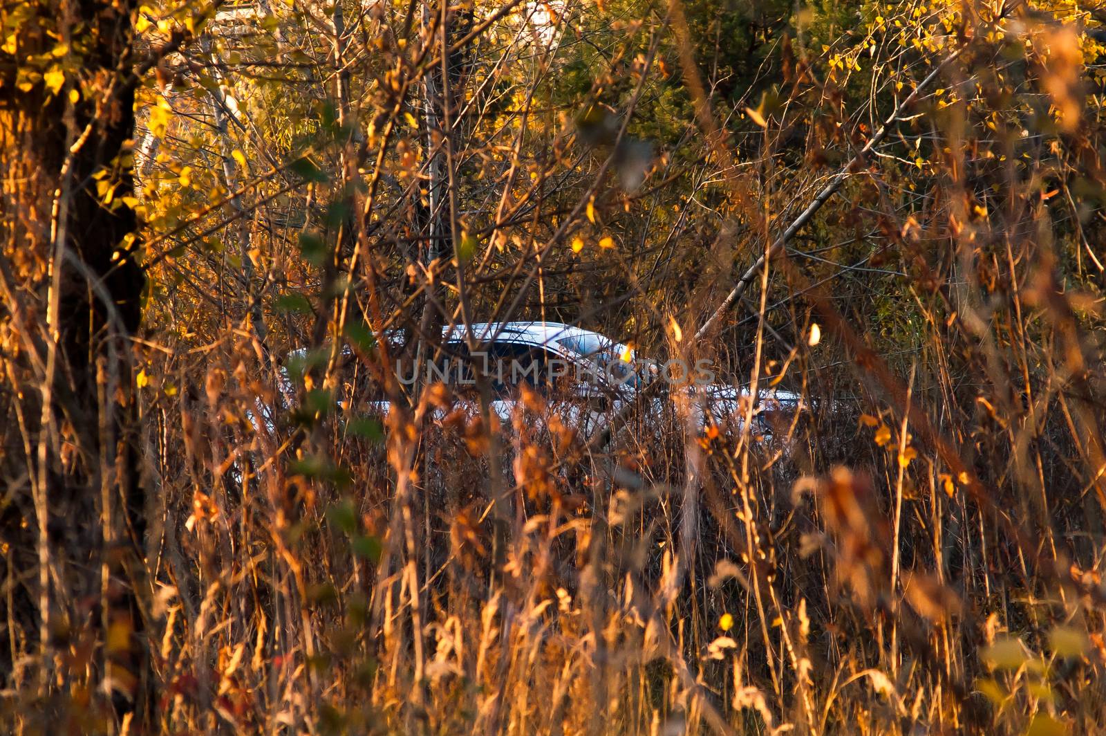 White car in autumn forest at sunset