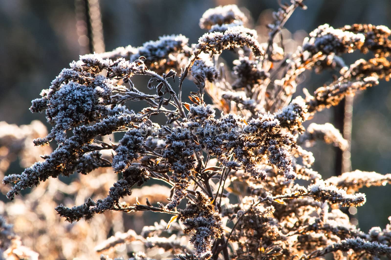 frost dry grass in the sun autumn day