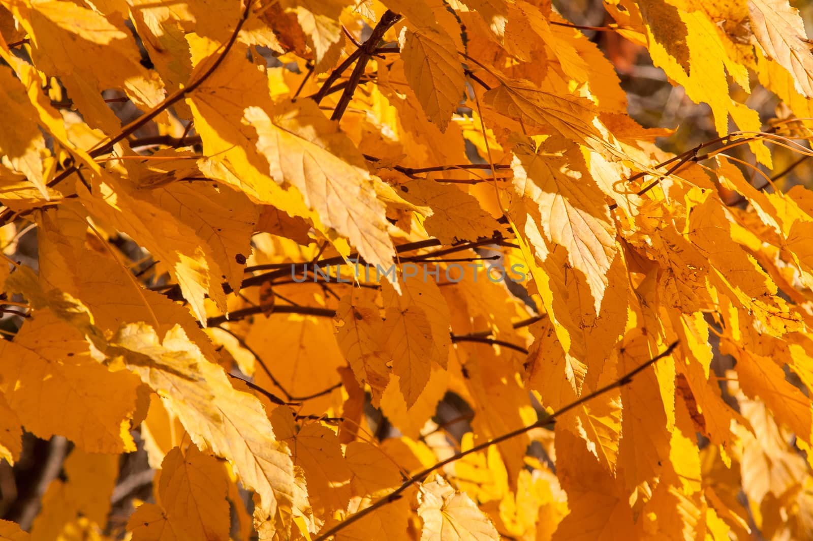 Yellow red leaves on a tree by antonius_