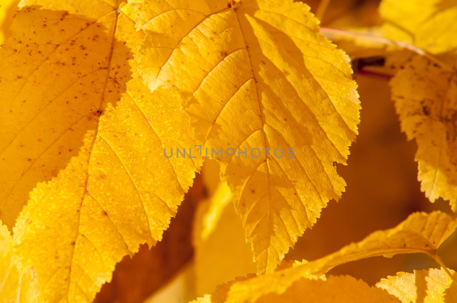 Yellow red leaves on a tree a sunny autumn day