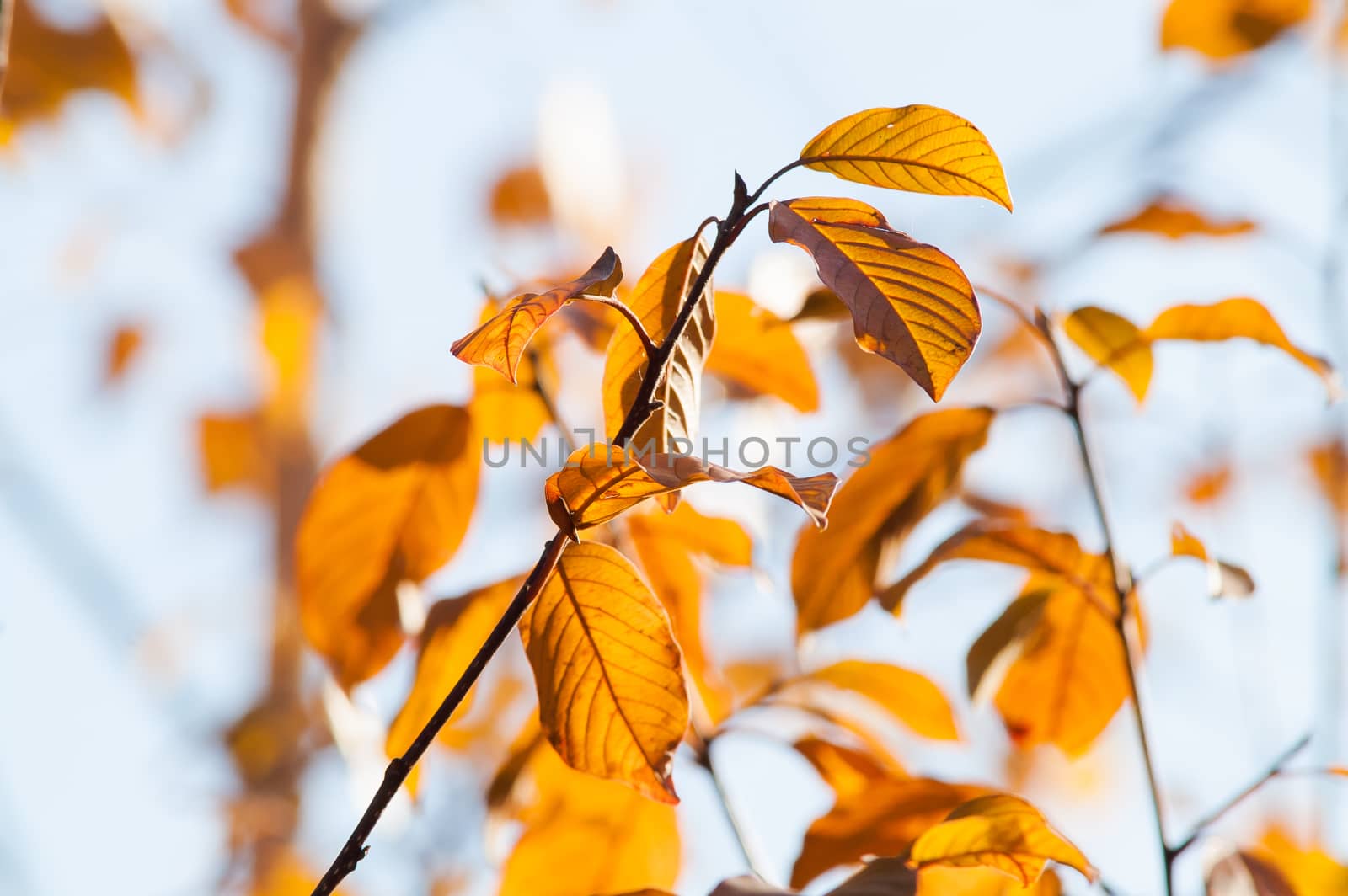 Yellow red leaves on a tree a sunny autumn day