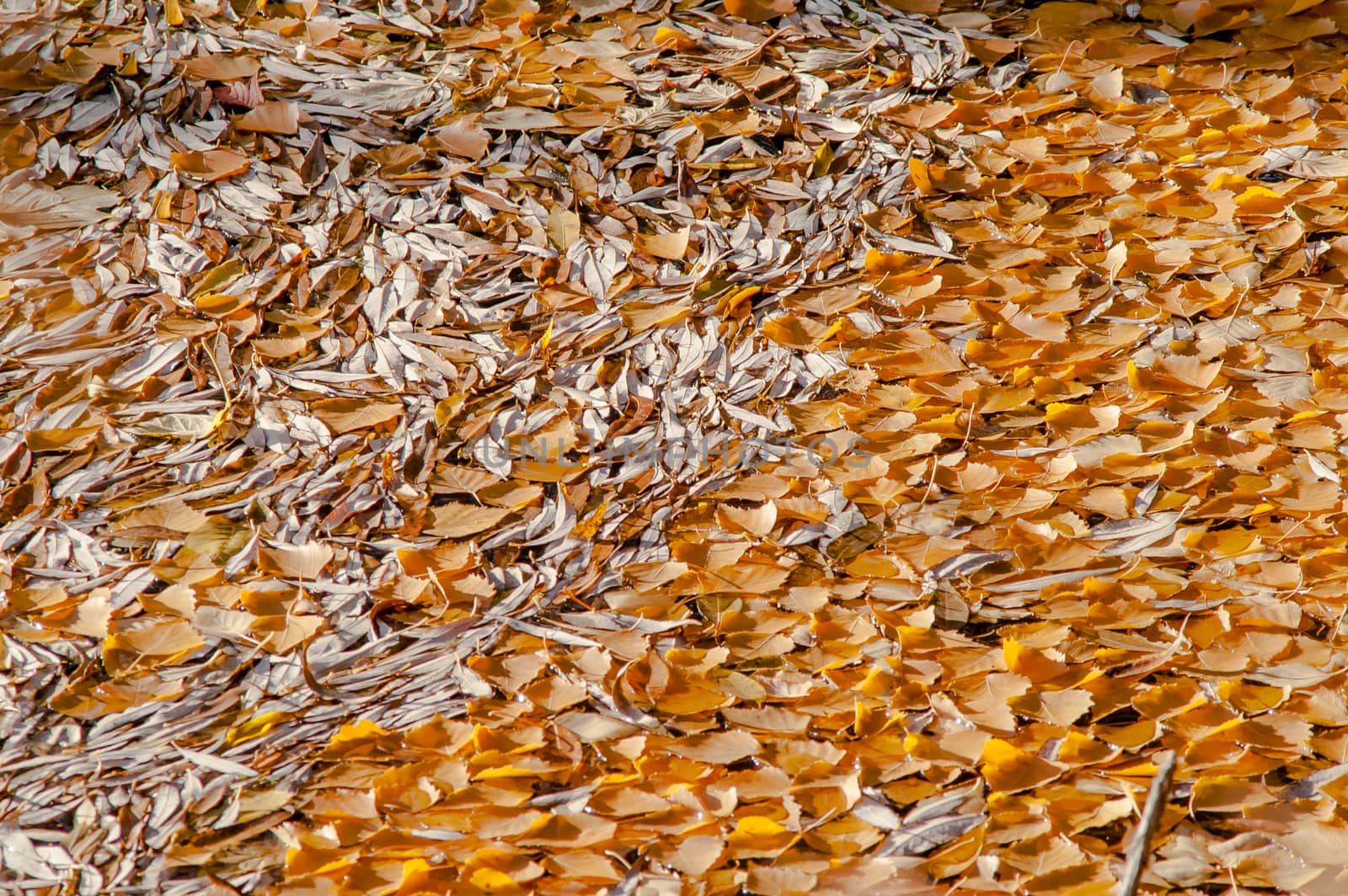 autumn leaves on the water by antonius_