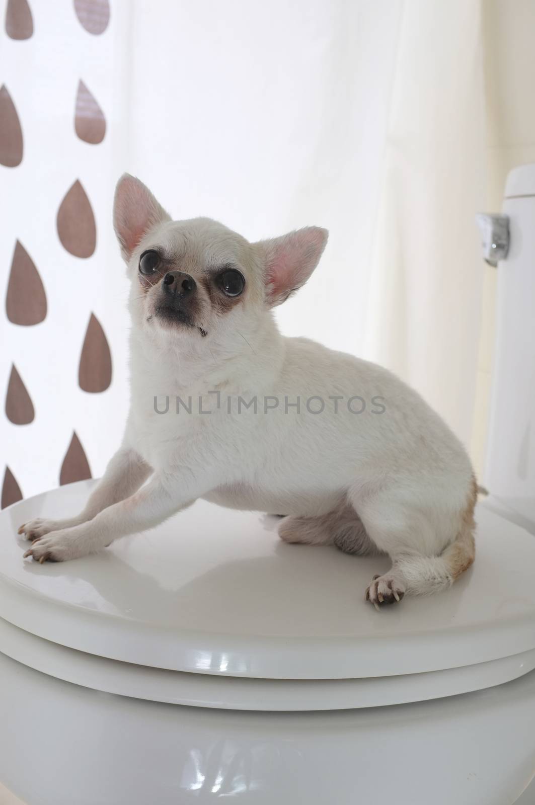 Dog in bath room