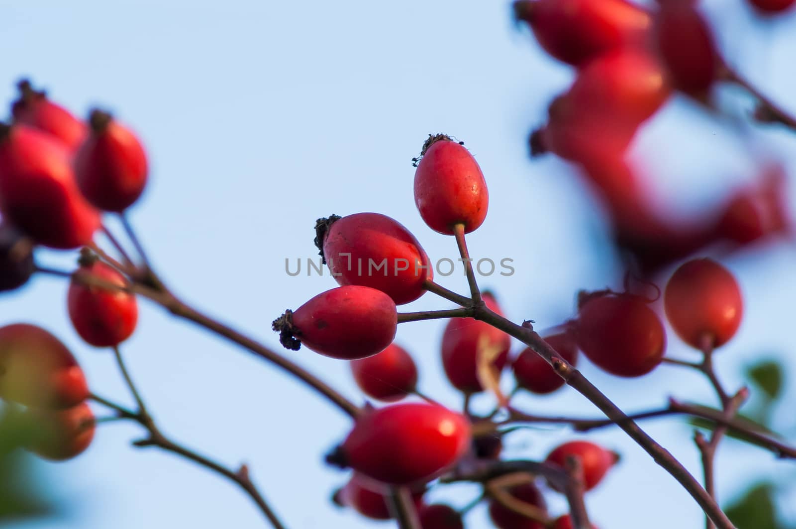 beautiful berry of wild rose on a bush