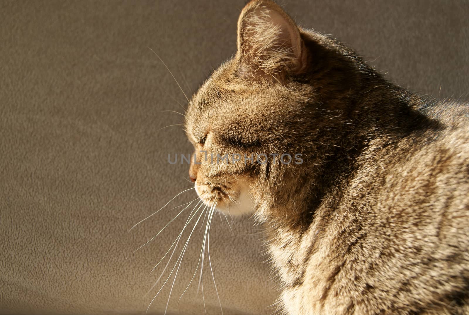 British Cat Sitting in Sun, Side View by 4dcrew