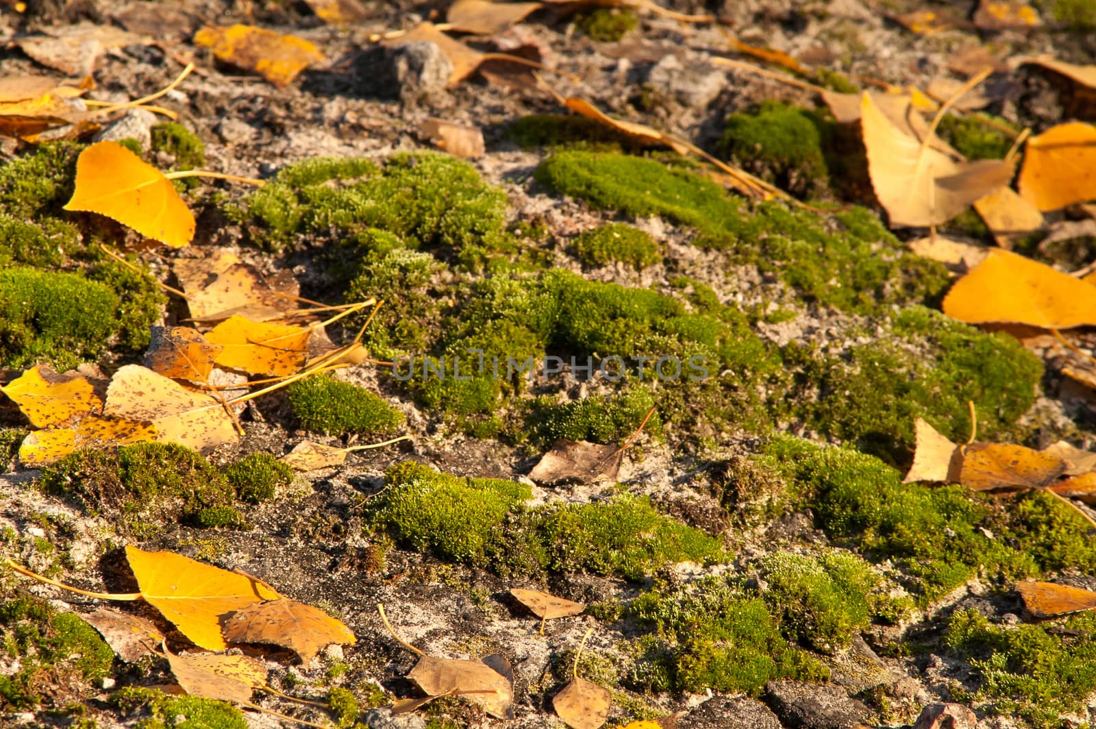 Yellow leaves on the ground and moss in autumn