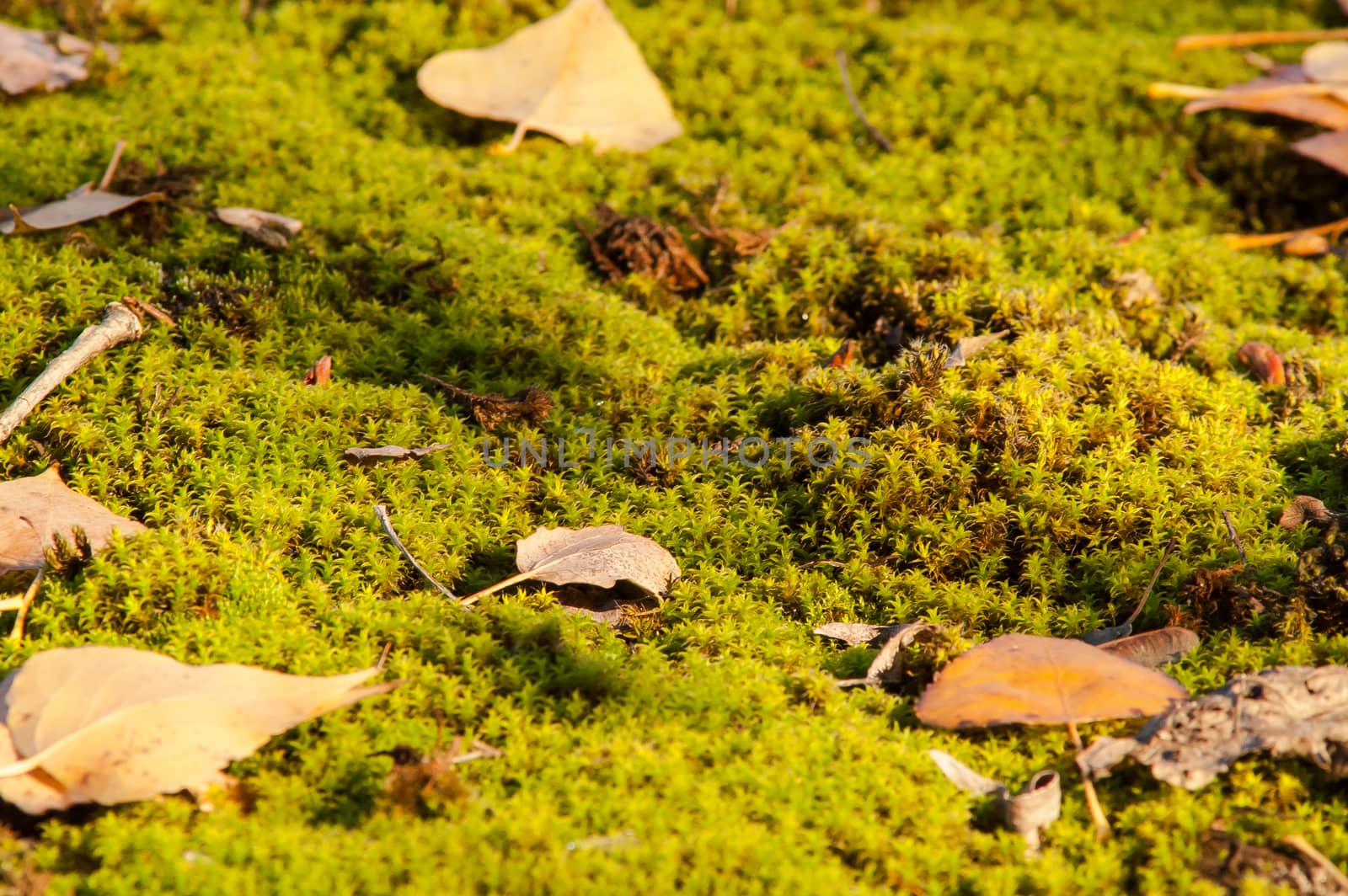 Yellow leaves on the ground and moss in autumn