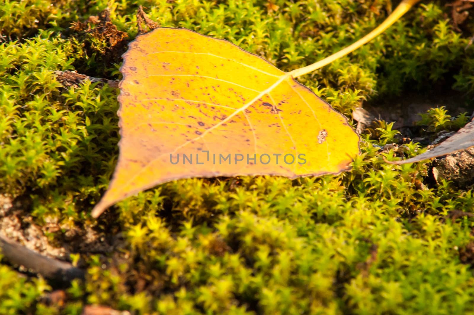 Yellow leaves on the ground and moss in autumn