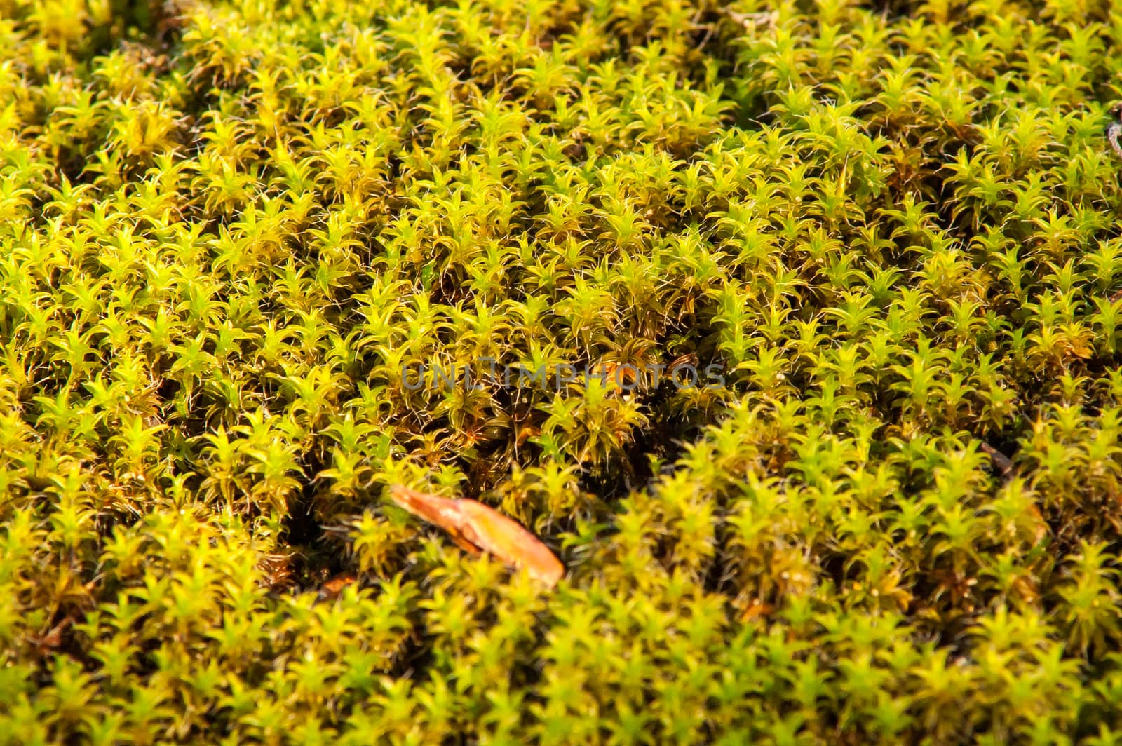 Yellow leaves on the ground and moss in autumn