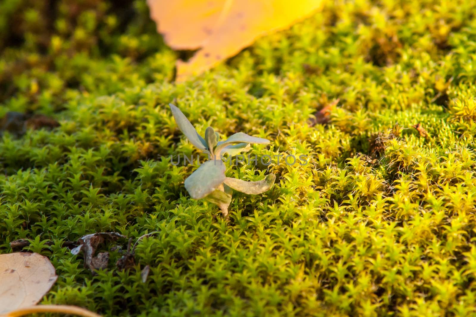 Yellow leaves on the ground and moss in autumn