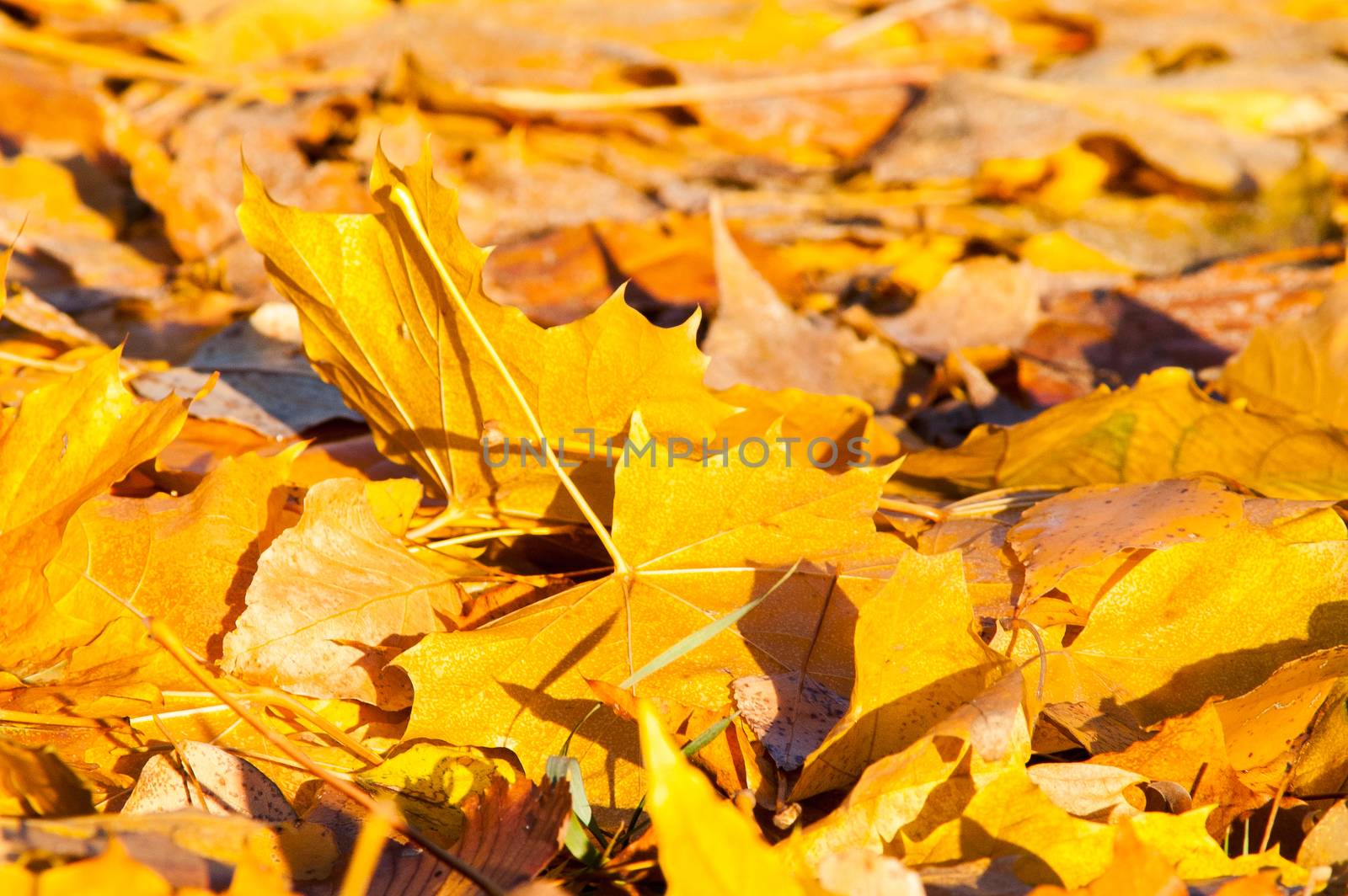 Yellow leaves on the forest floor in autumn at sunset