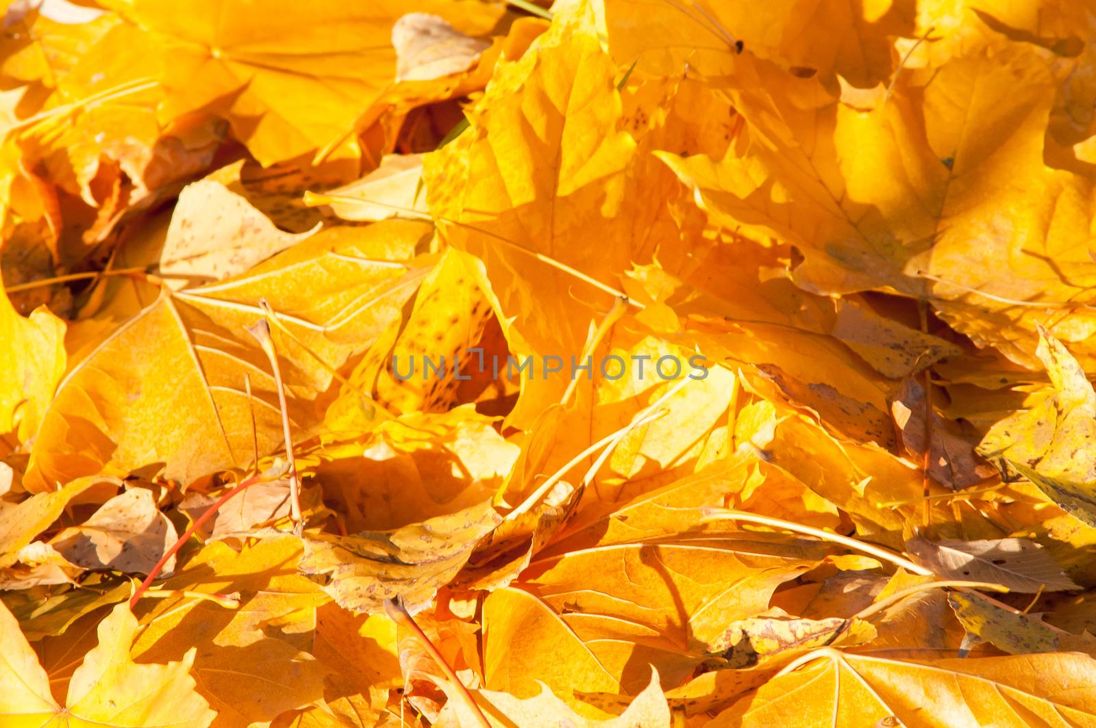 Yellow leaves on the forest floor by antonius_