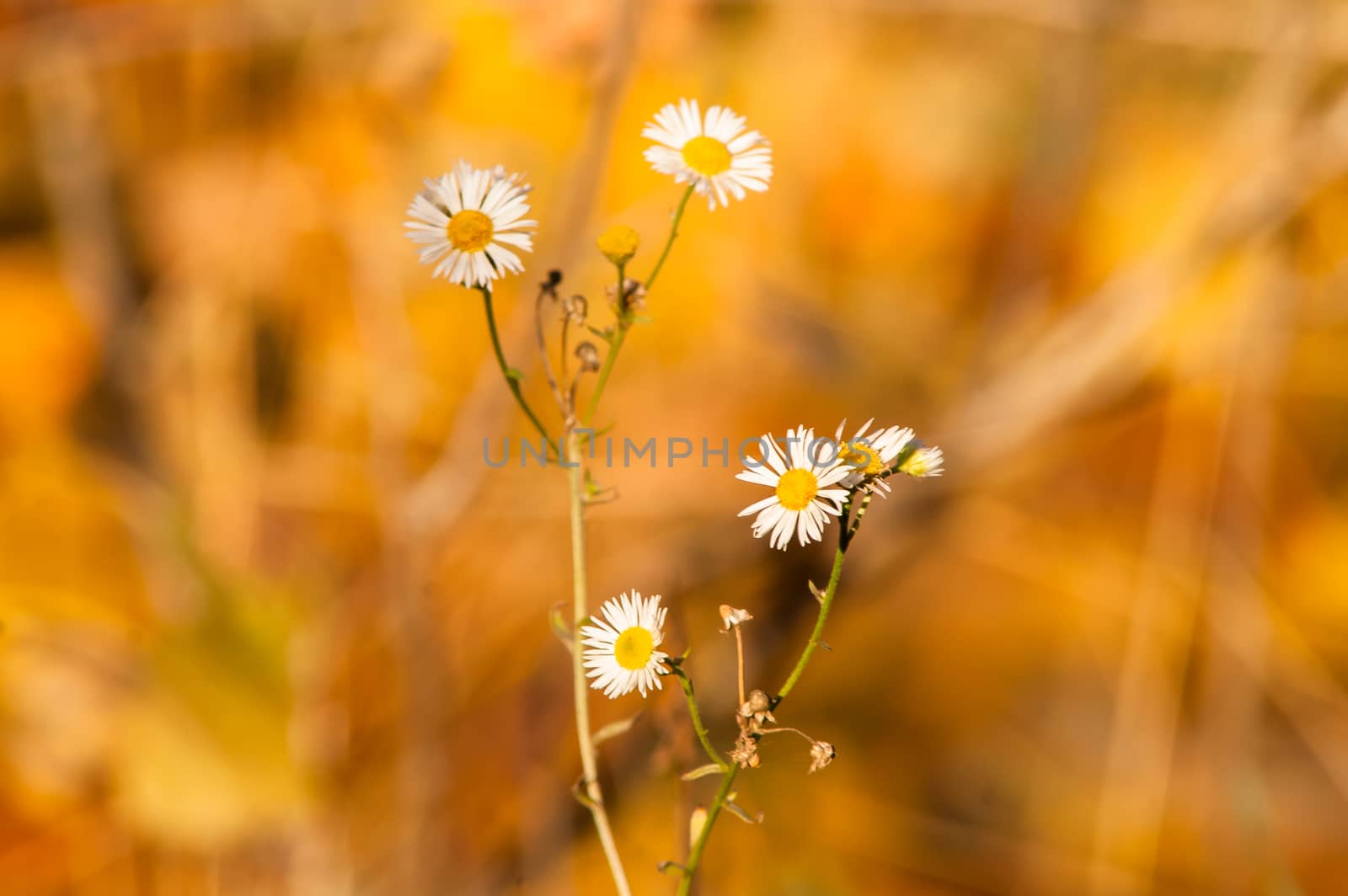 white daisy daisy yellow background by antonius_