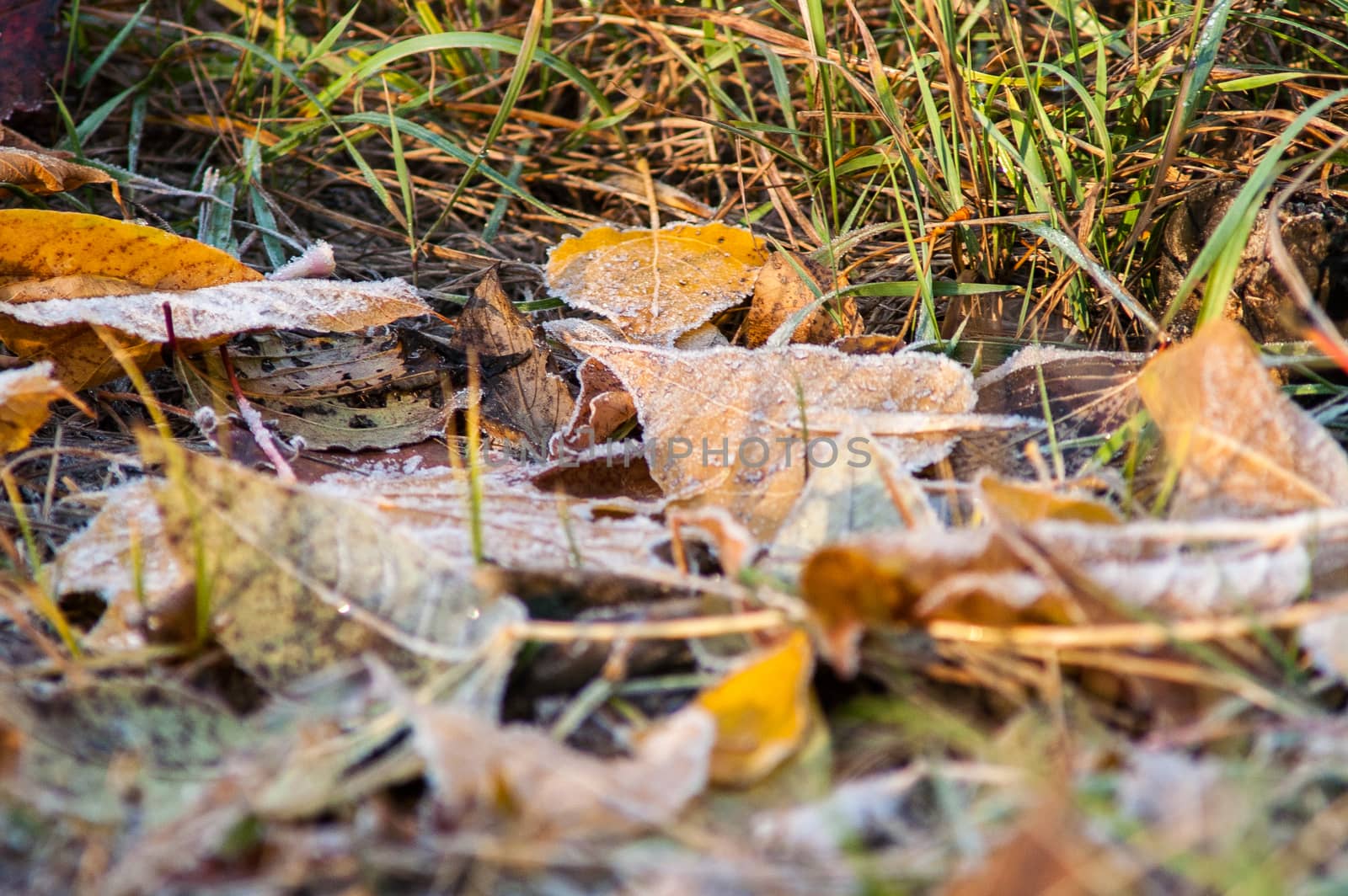 frost leaves the ground аutumn sunset and sunrise