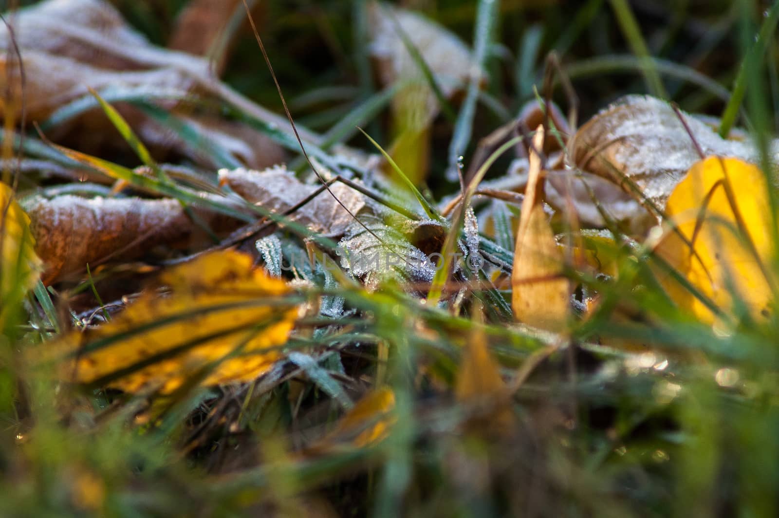 frost leaves the ground аutumn sunset and sunrise