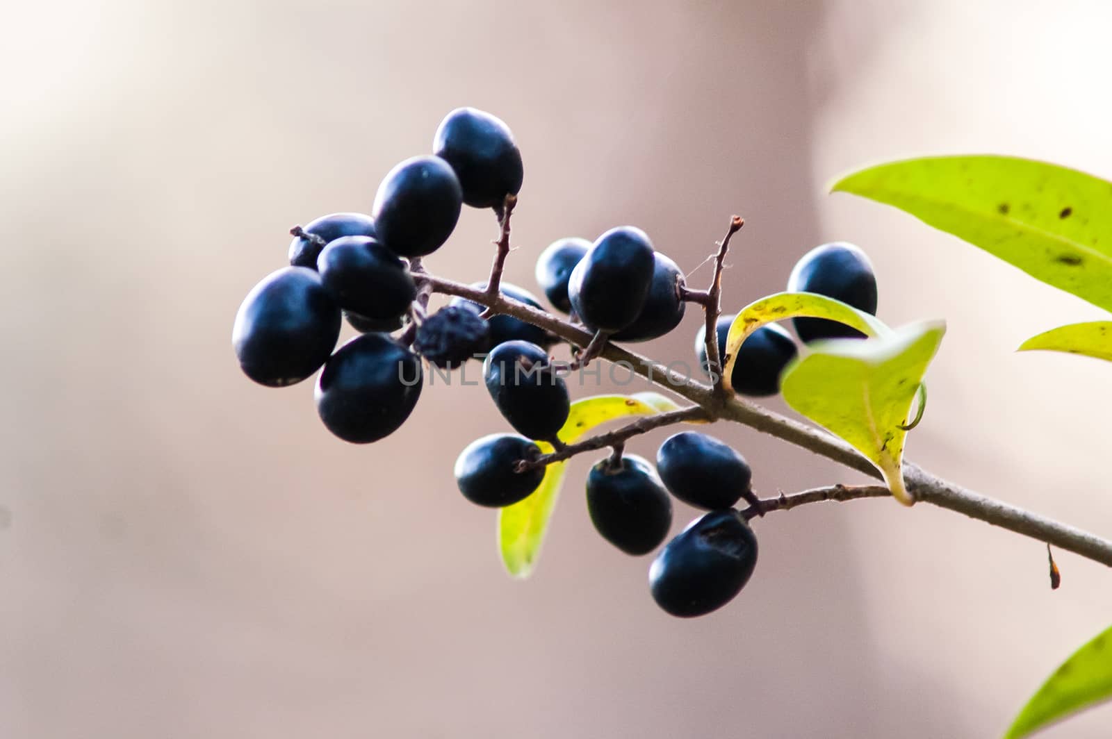 bunch of black berries on the bush  by antonius_