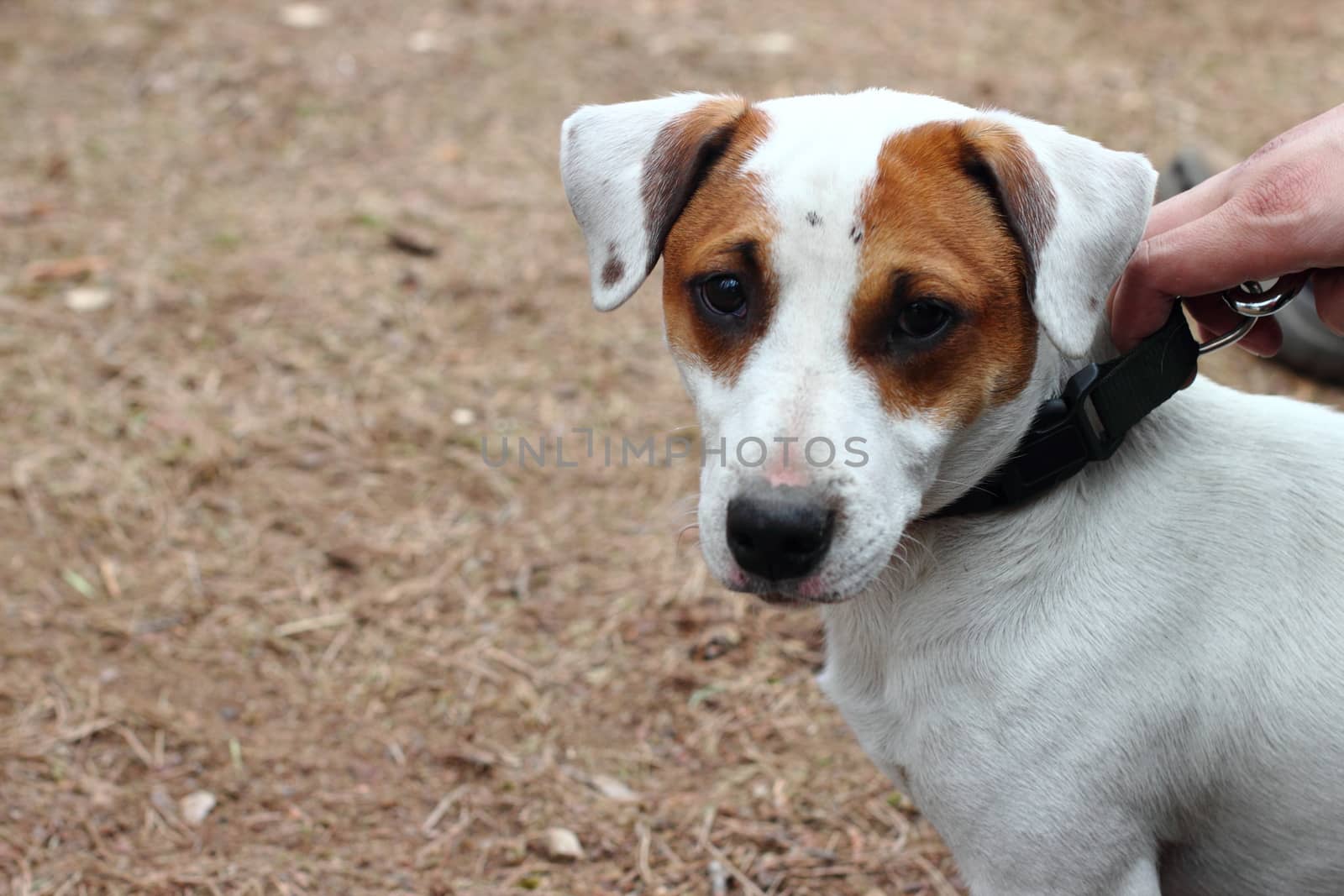 Dog breed Jack Russell terrier on a leash on a background of golden land