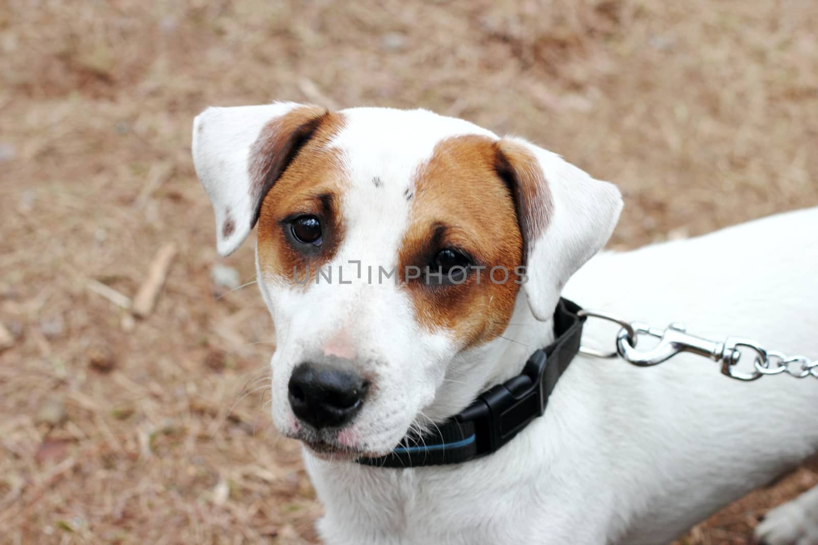 Dog breed Jack Russell terrier on a leash on a background of golden land