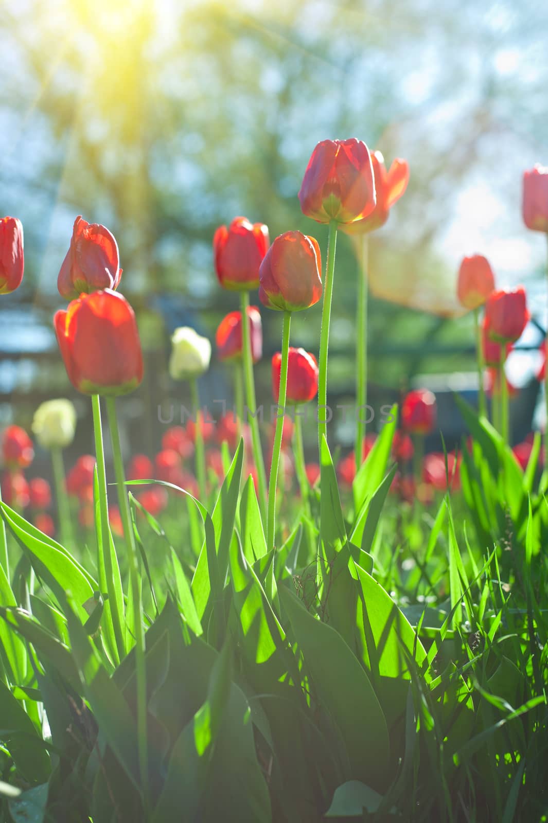 Field of red colored tulips with starburst sun