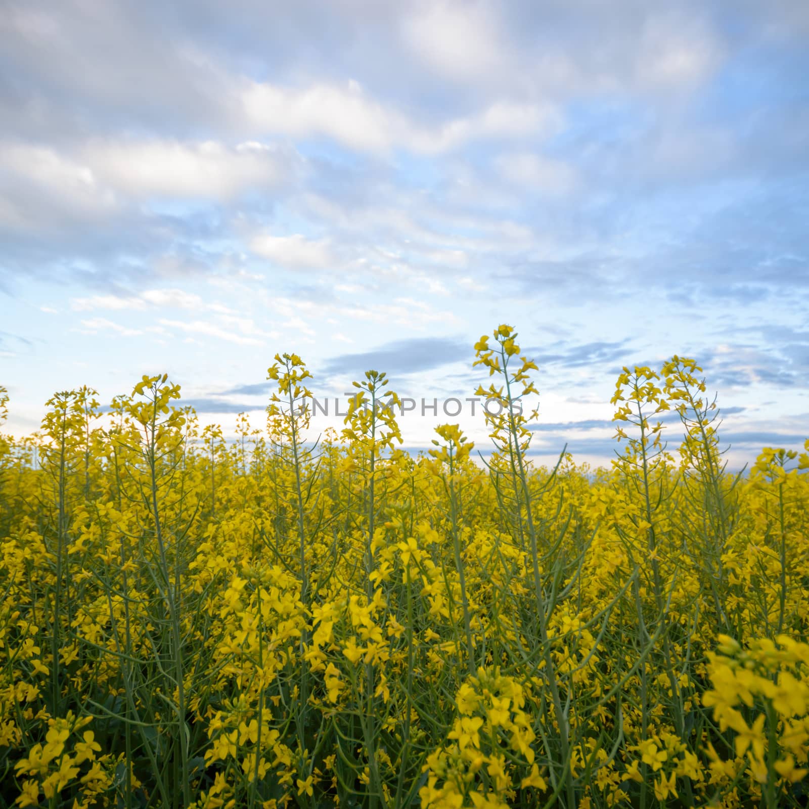 agricultural field, nature and agriculture farming series