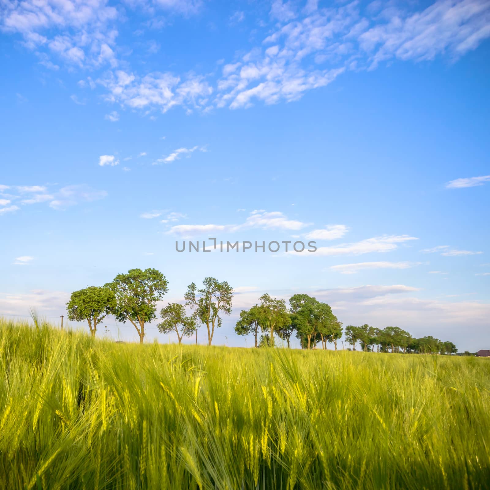agricultural field, nature and agriculture farming series