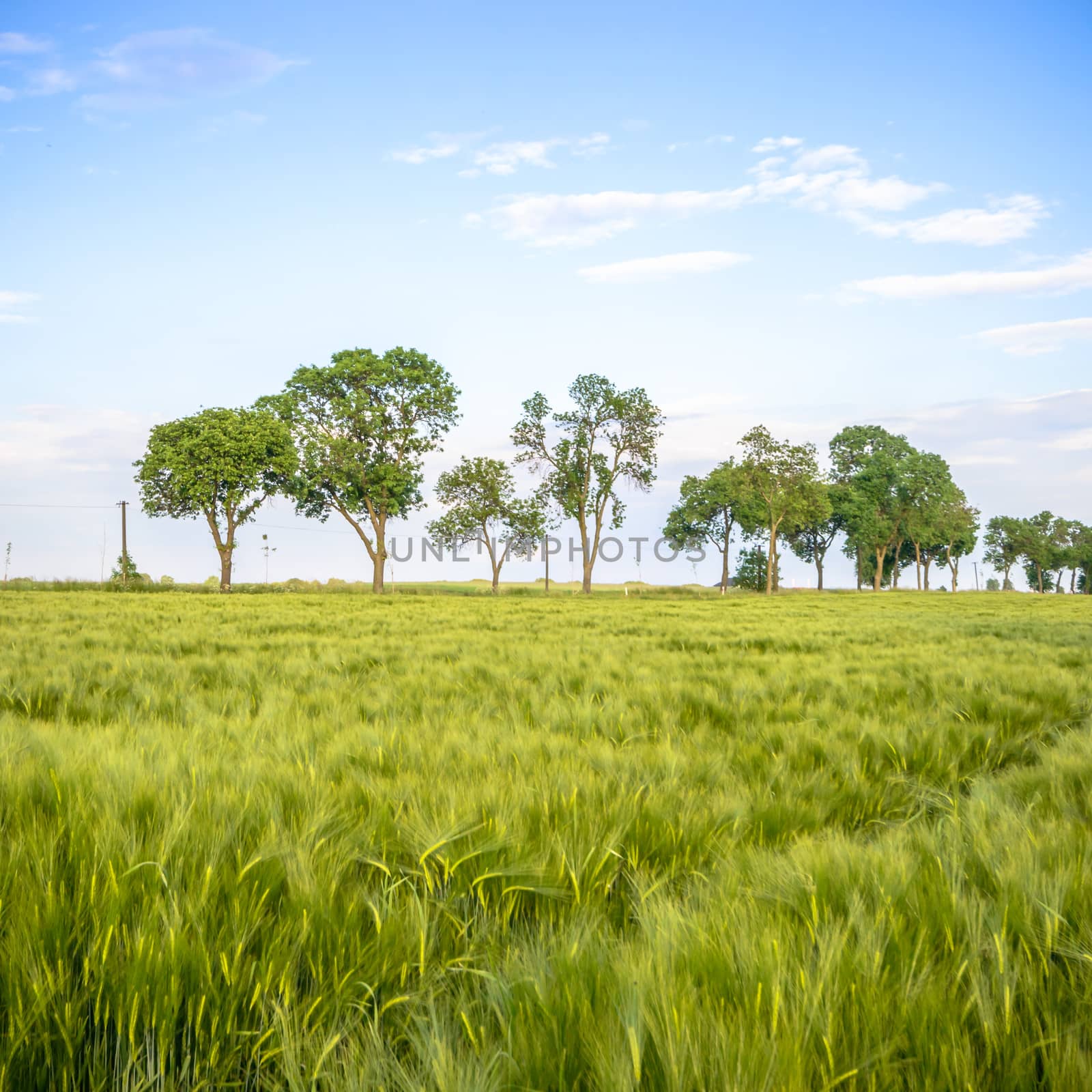 agricultural field, nature and agriculture farming series