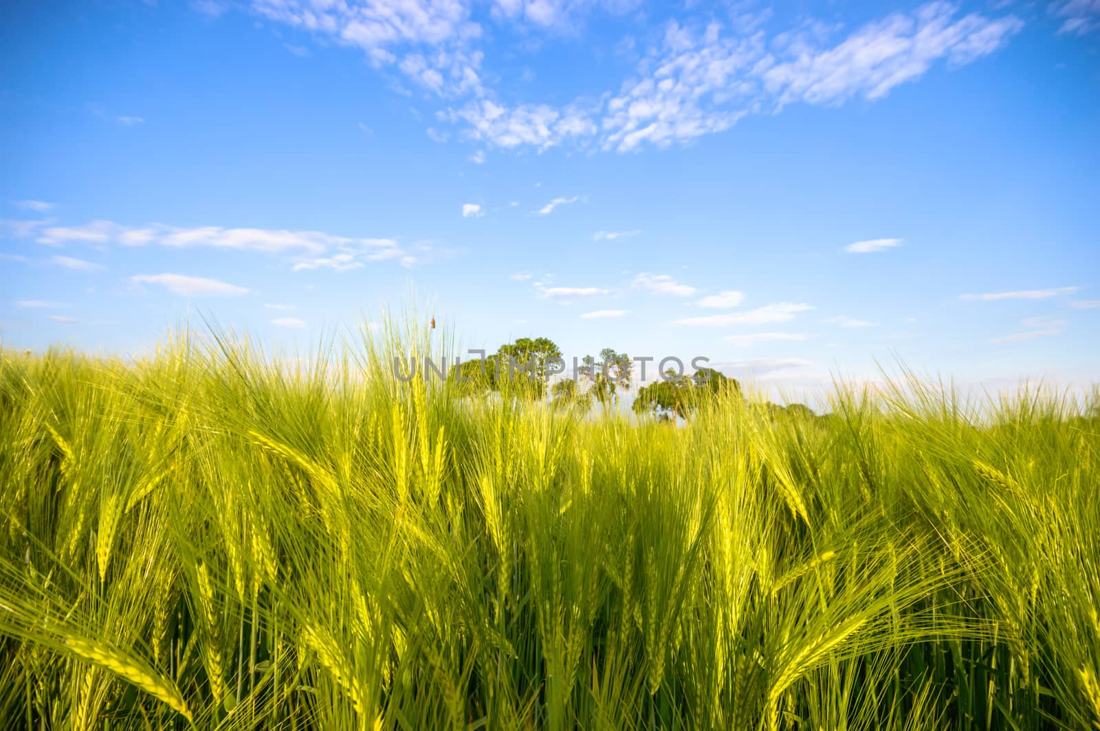 agricultural field, nature and agriculture farming series