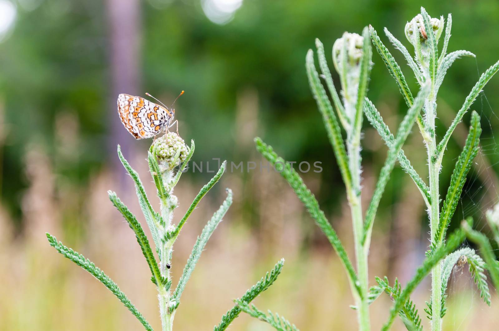 Butterfly on a flower on a meadow