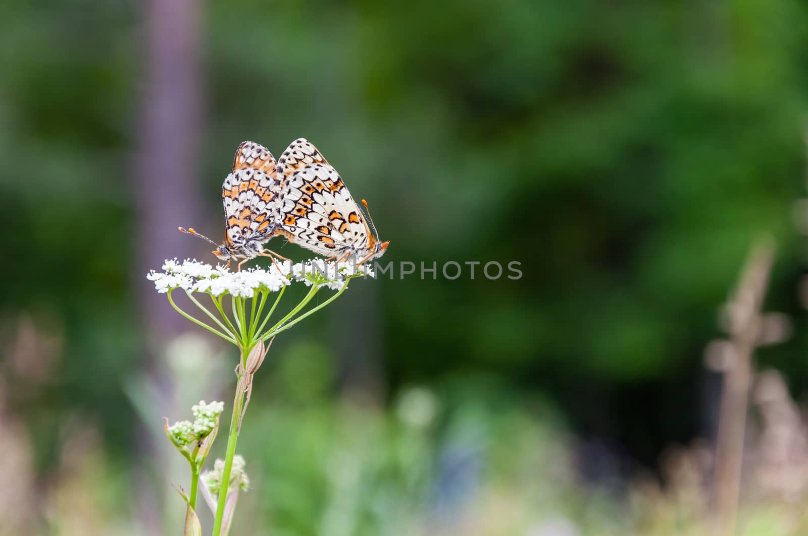 Pair of butterflies on a flower by mkos83